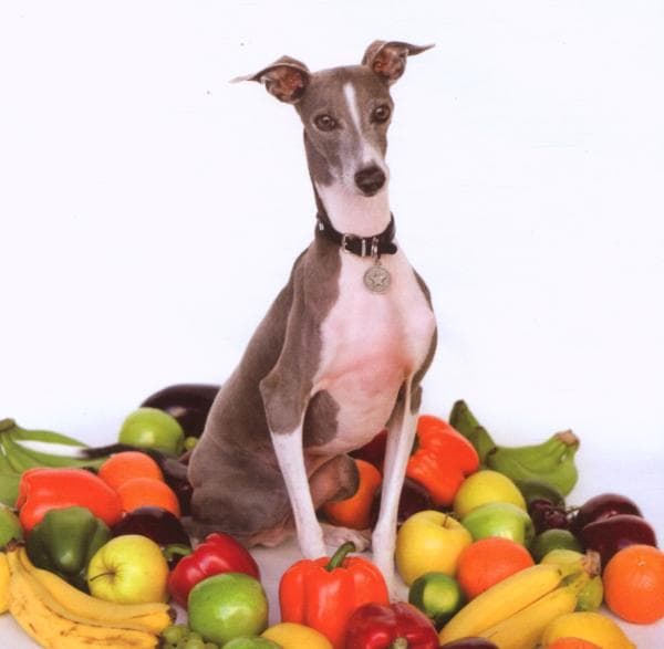 Shellac - Excellent Italian Greyhound (CD)