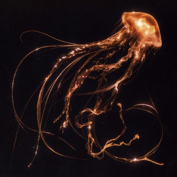 Royal Blood - Back To The Water Below (CD)